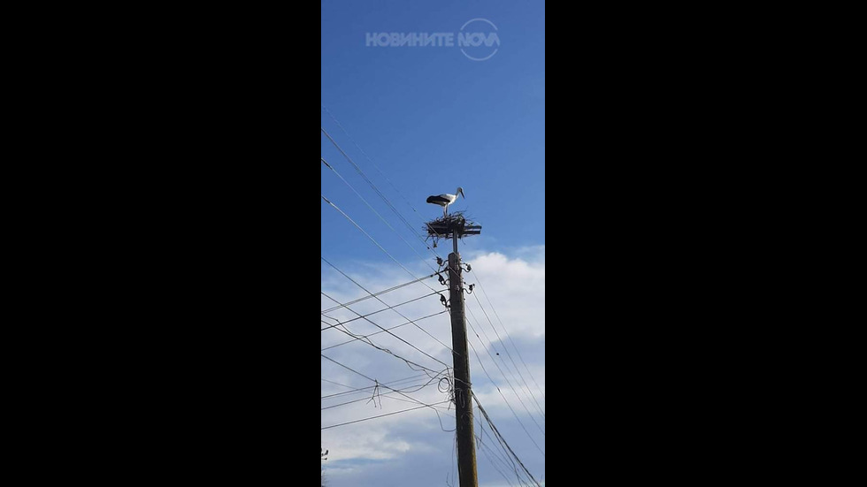 Пристигна първи предвестник на пролетта