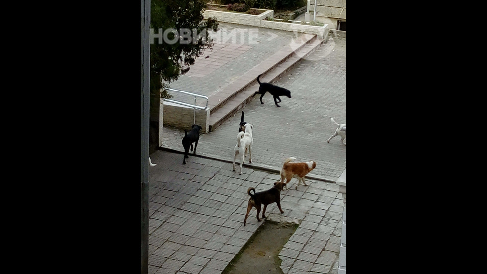 Кучета пред входа на училище