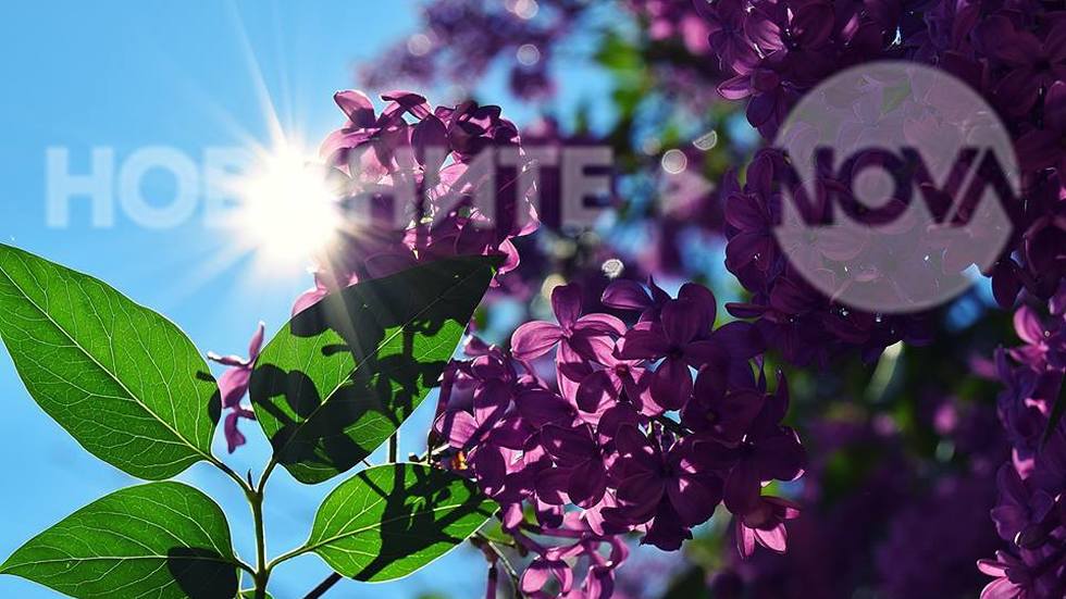 И люлякът замириса