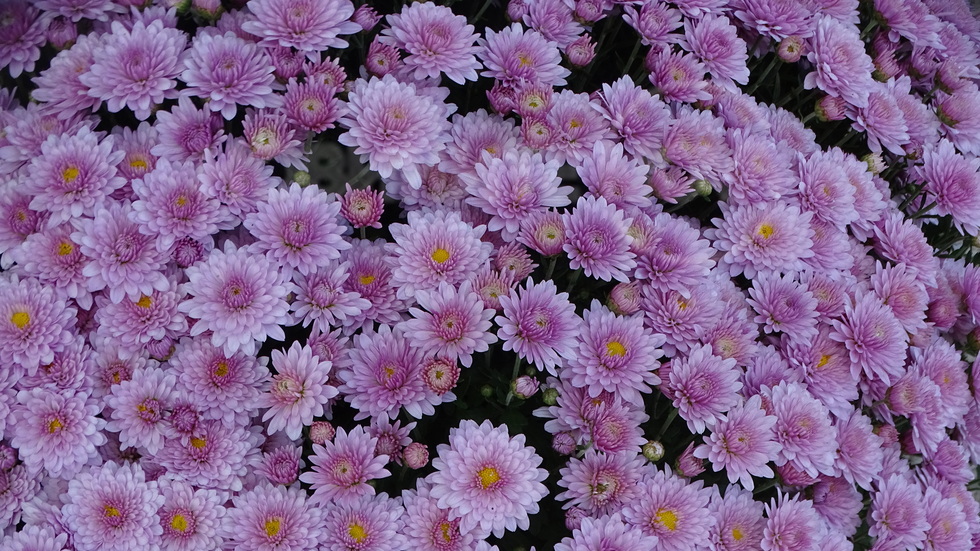 Хризантемите....