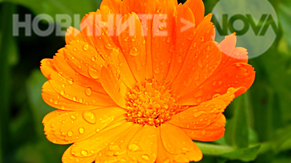 Капчици дъжд