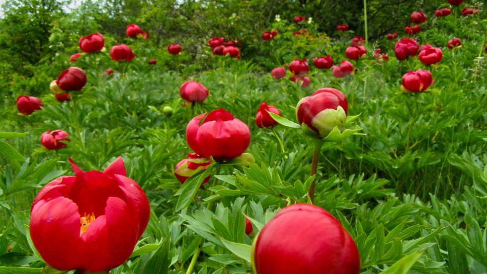 Дива красота