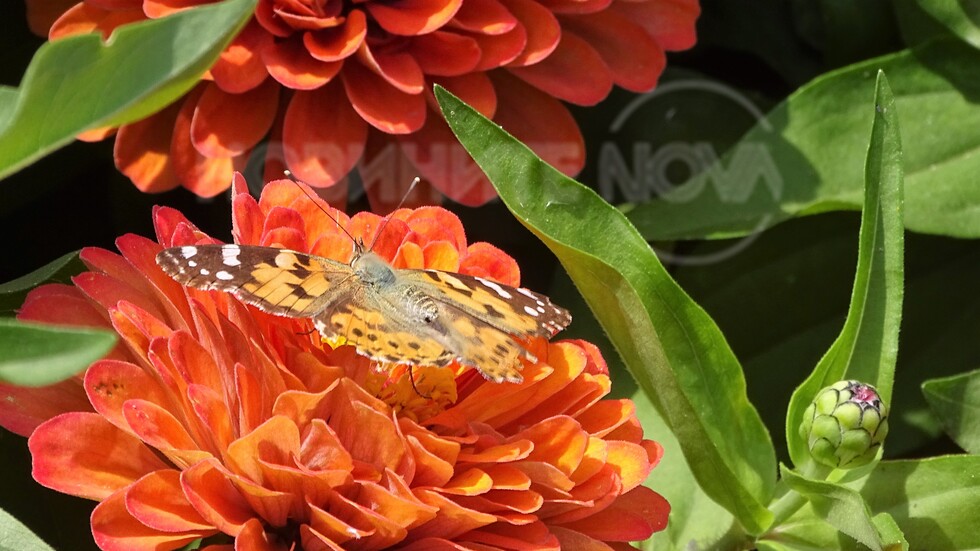 Пеперудата и цветята