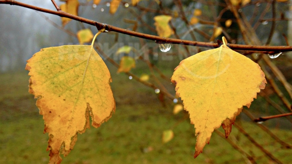 Студено, мъгливо, дъждовно...