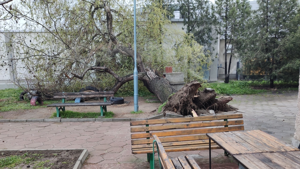 Паднало дърво на площадка в Пловдив