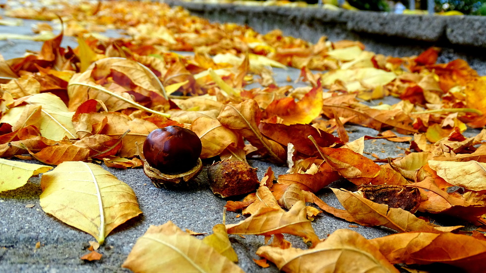 Златна есен