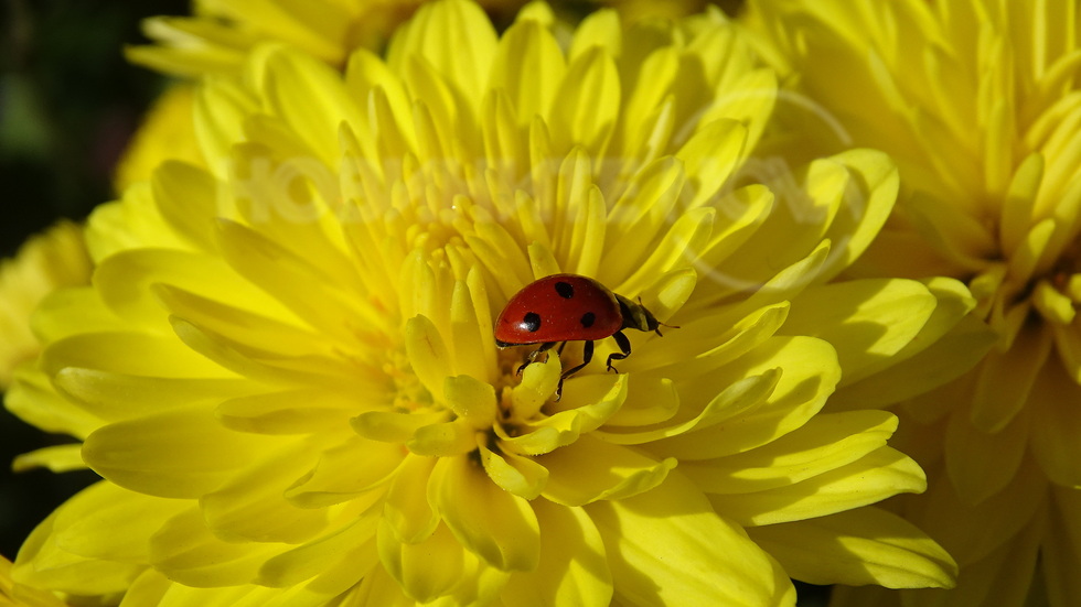 Есенна прелест