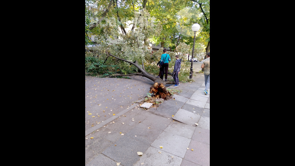 Огромна липа падна в центъра на Ямбол