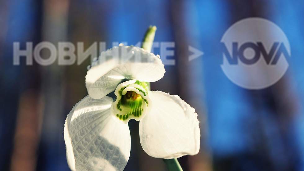 Поглед на кокиче