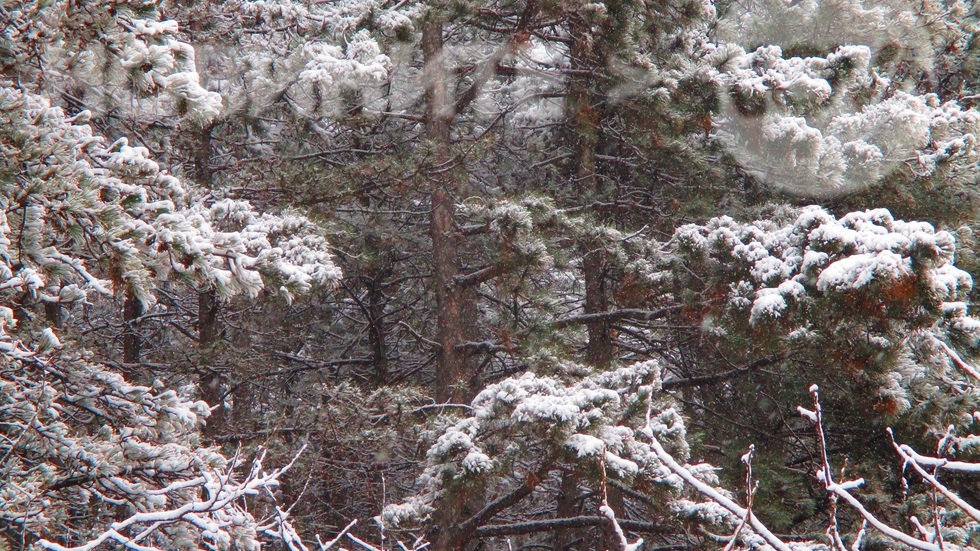 Новата снежна премяна на гората