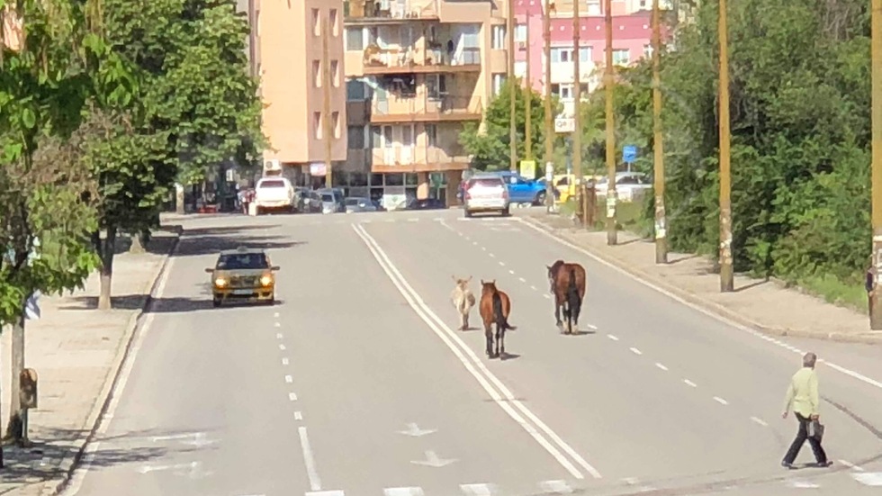 Коне в пътното платно в Благоевград