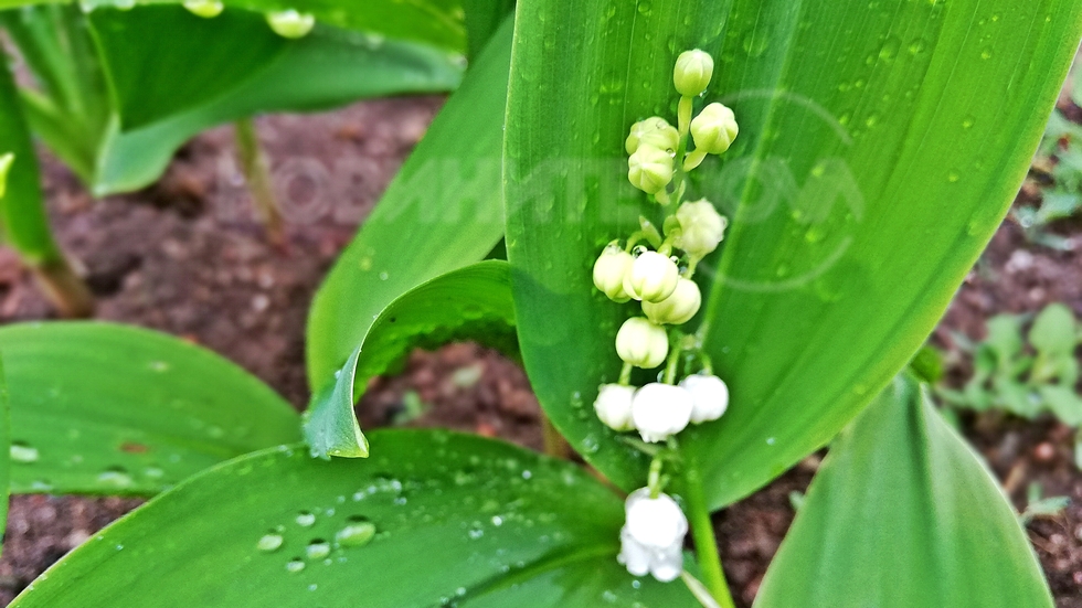 Дъждът  разплака момината ни сълза !
