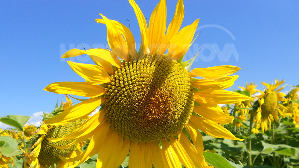 Слънчо гледа!