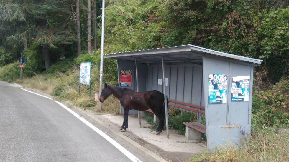 В Смолян вече и конете чакат автобус