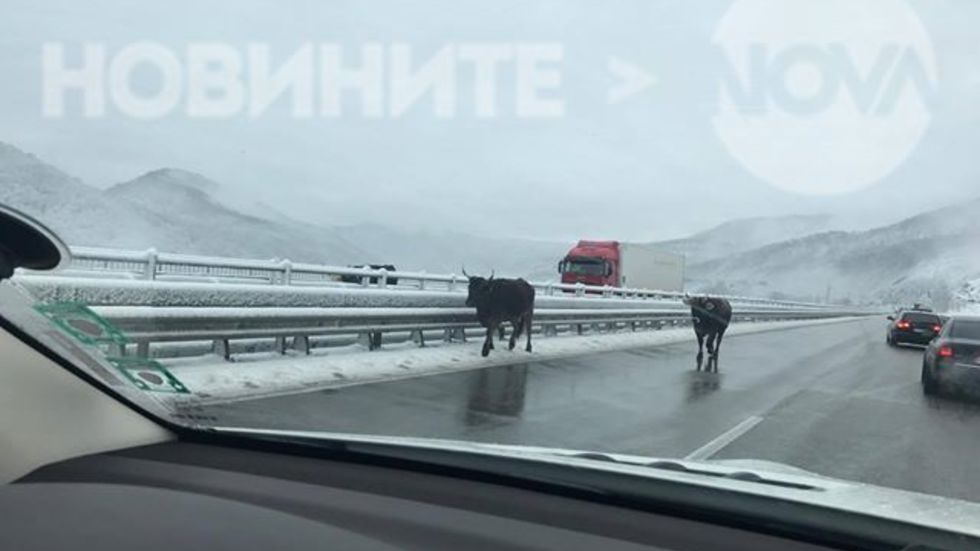 Крави и сняг на магистрала "Хемус"