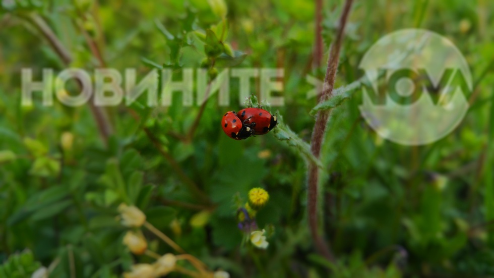 "Две калинки като балеринки"