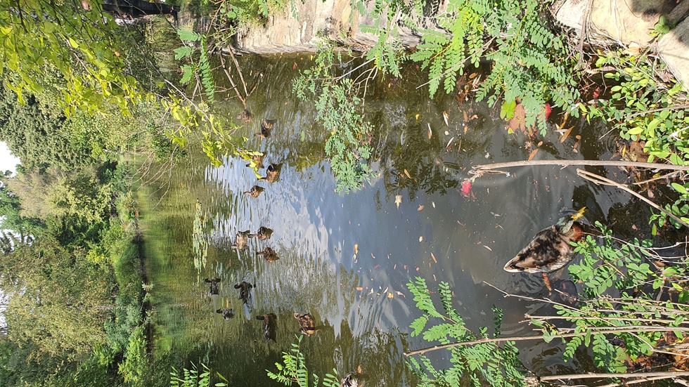 От двореца "Кричим "...🦆🌾🌿