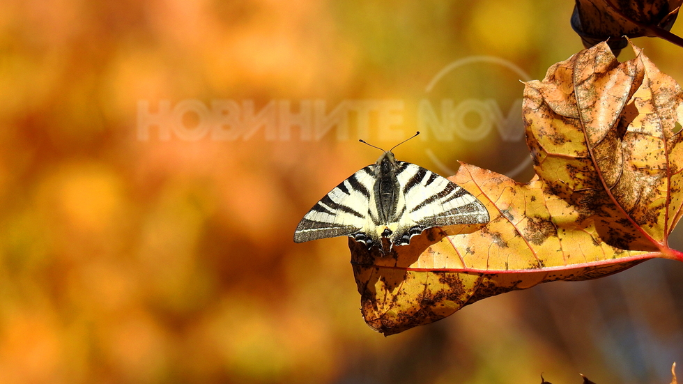 Циганско лято и за пеперудките!