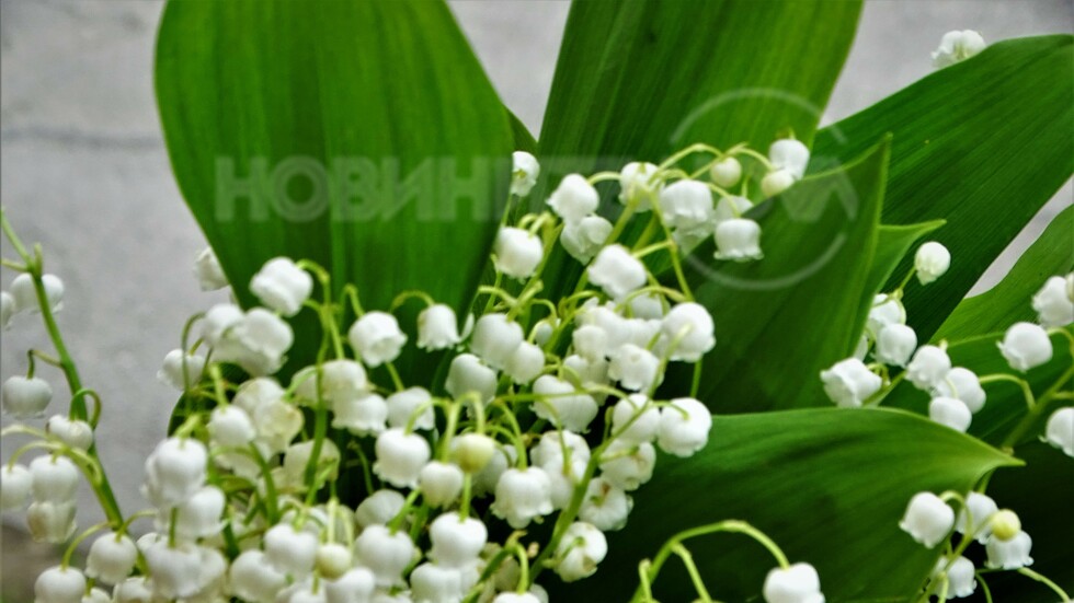 Китка за Лазаровден!