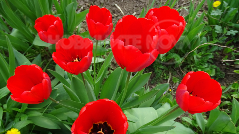 Лалетата – символ на любовта и щастието…