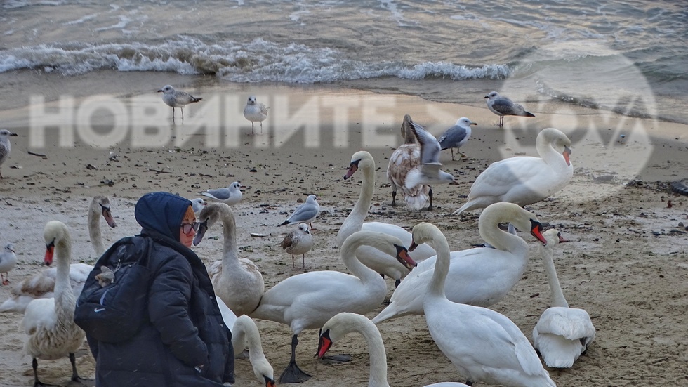 Лебеди на брега край Варна