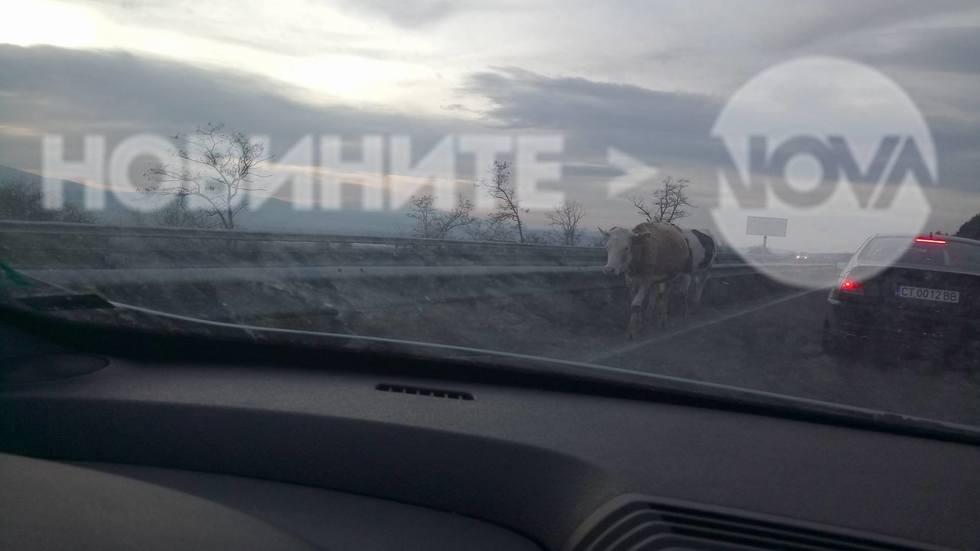 Крави на магистрала "Тракия"