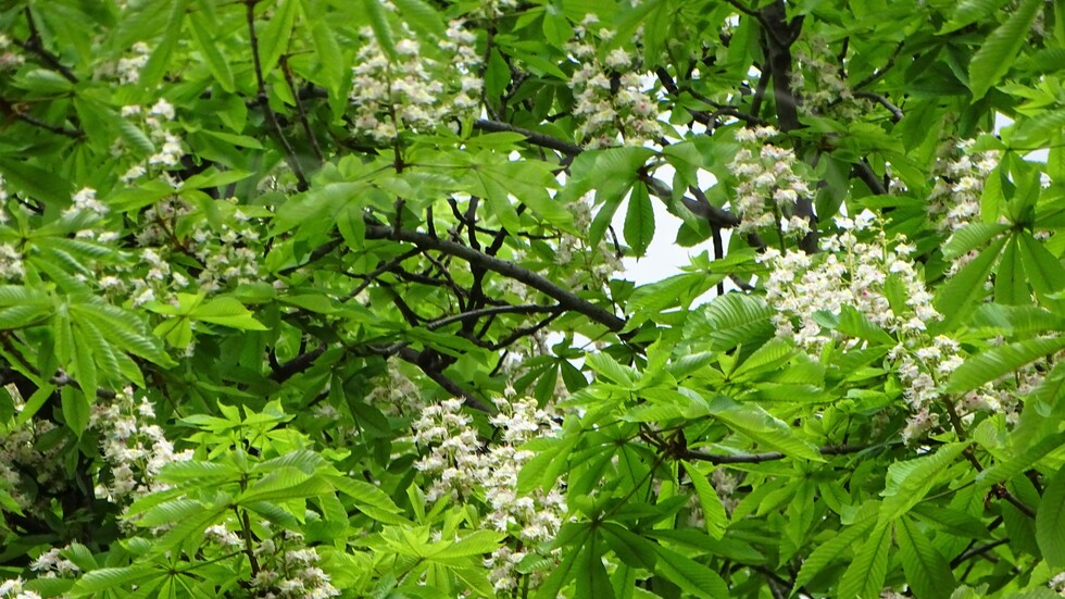 Май-прекрасен!