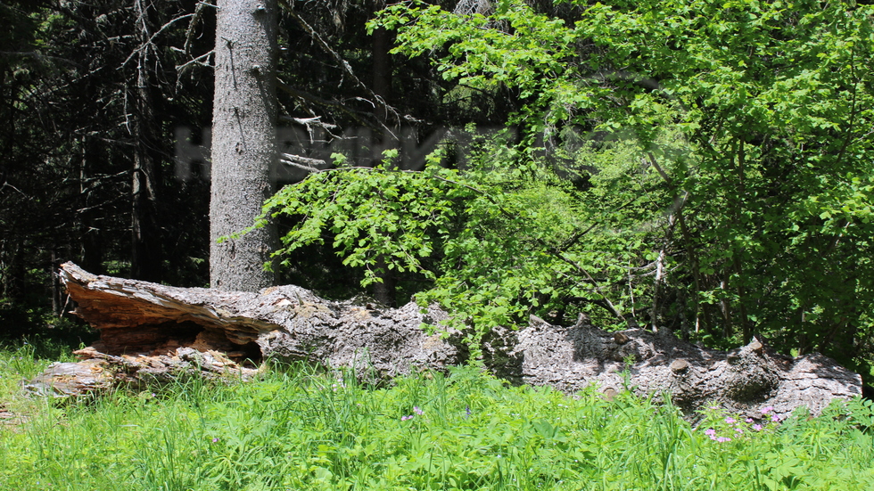 Горски крокодил