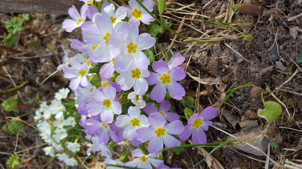 Те пак цъфнаха