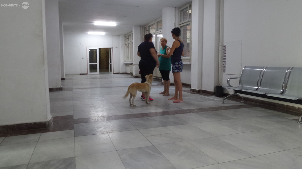 Куче в болница МБАЛ "Рокфелер" в Петрич