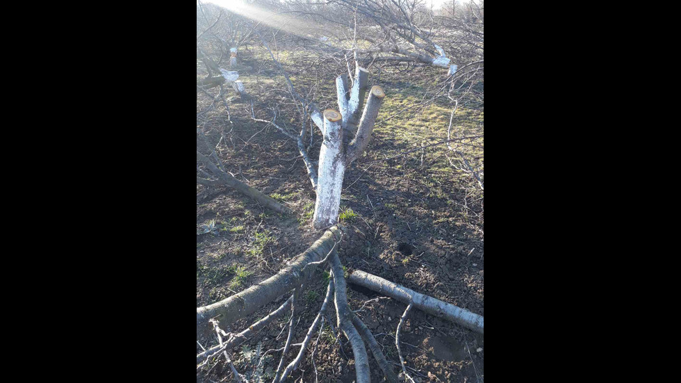 Убити 160 дървета в гр. Брезник, област Перник
