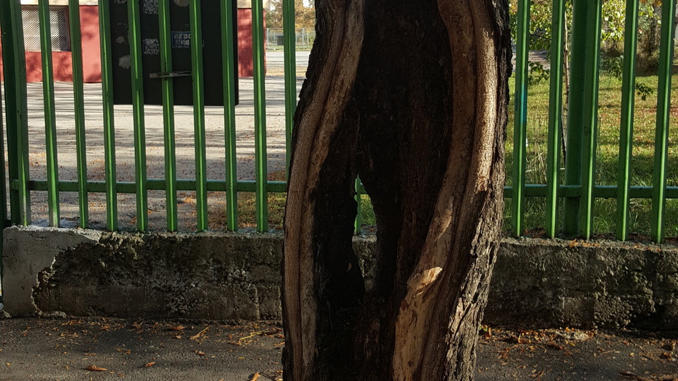 Опасно дърво на входа на училище