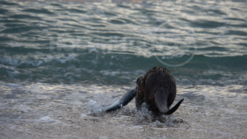 Видра в Бургас