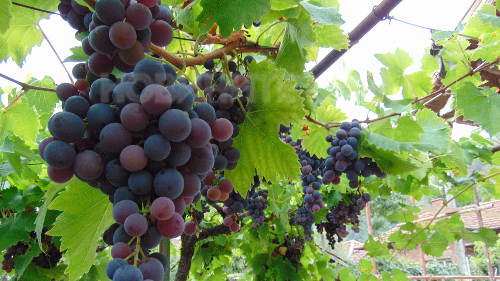 Слънчево грозде