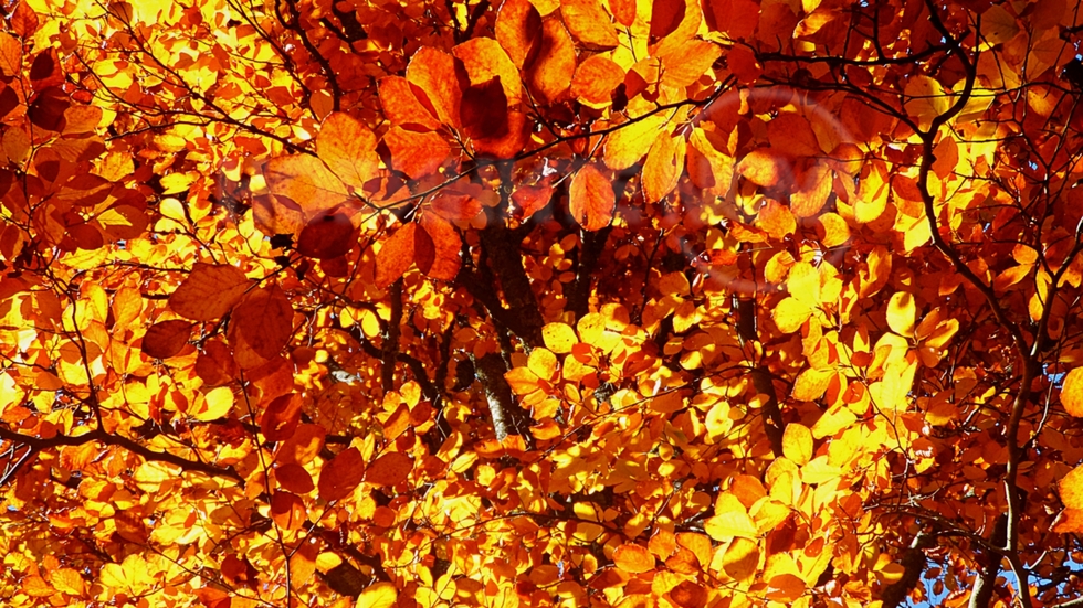 Есенно злато