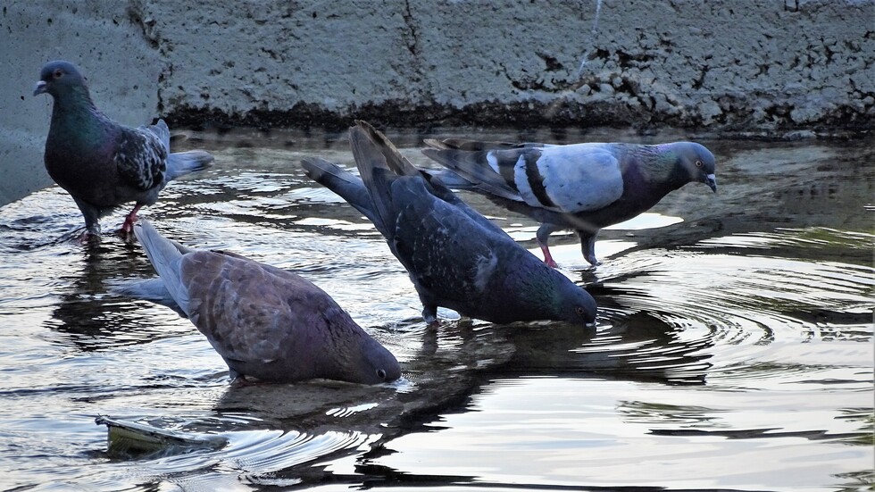 В горещините - гълъбите търсят прахлада