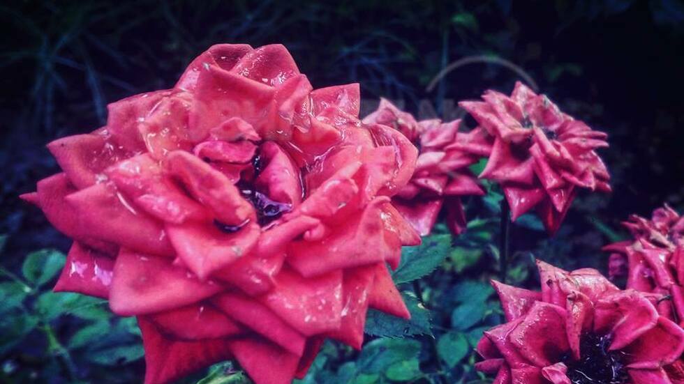 Красиви рози секунди след дъжда