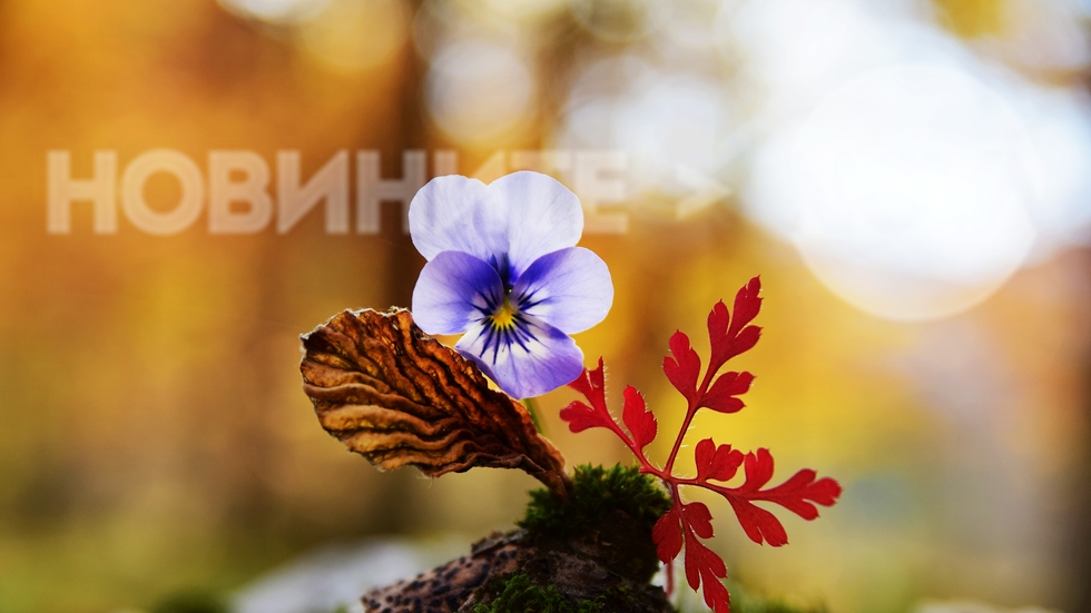 Красота