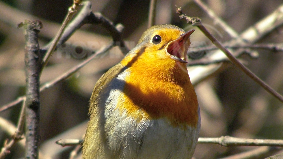 Който пее, зло не мисли