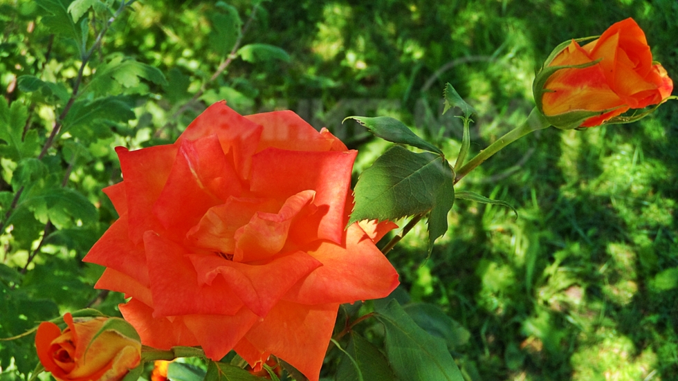 Добро утро!