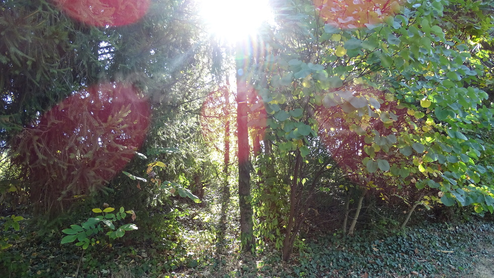 Слънчево в есенната гора!