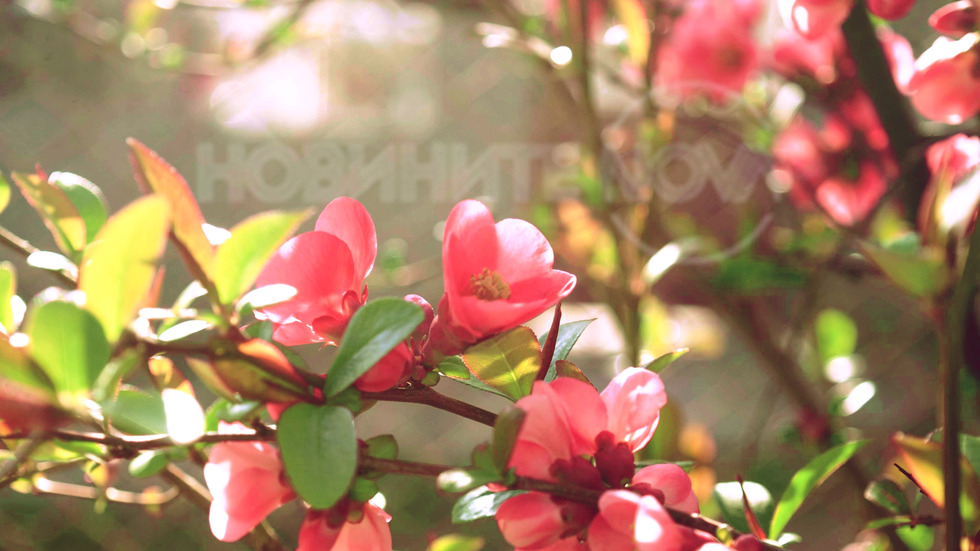 Цвят от японска декоративна дюля