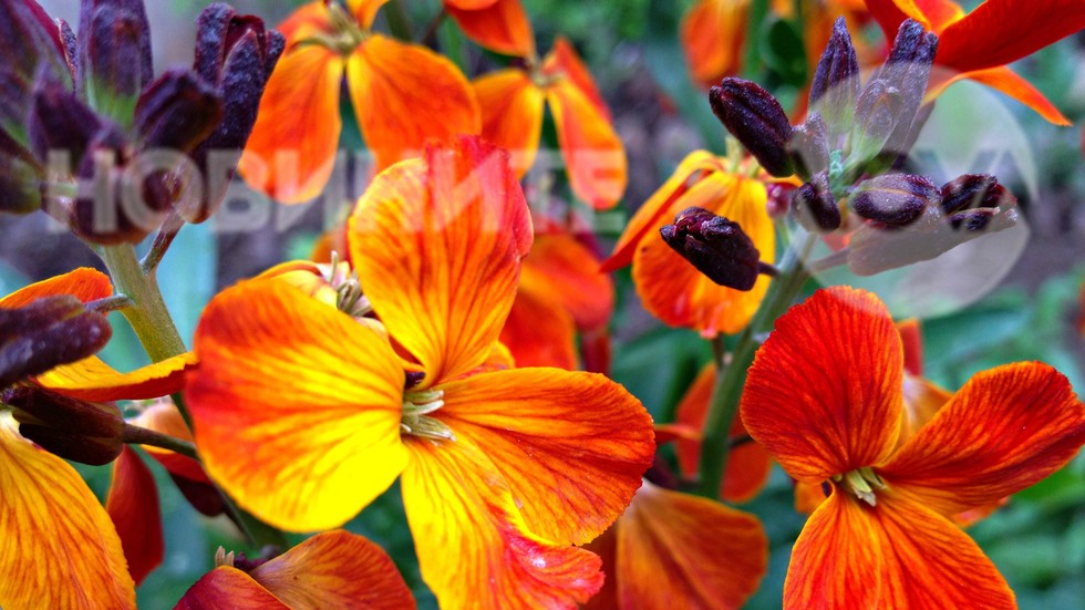Цъфна шибоят - пролетно цвете с омайващ аромат