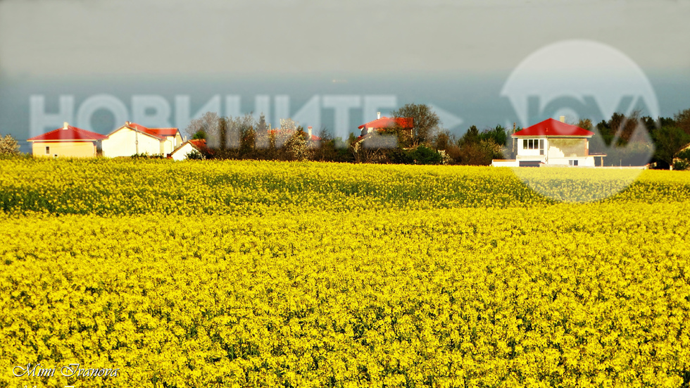 Жълто море от рапица край синьото море