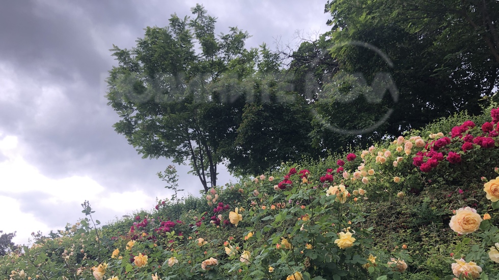 НДК - пейзаж от рози и настъпващо лято