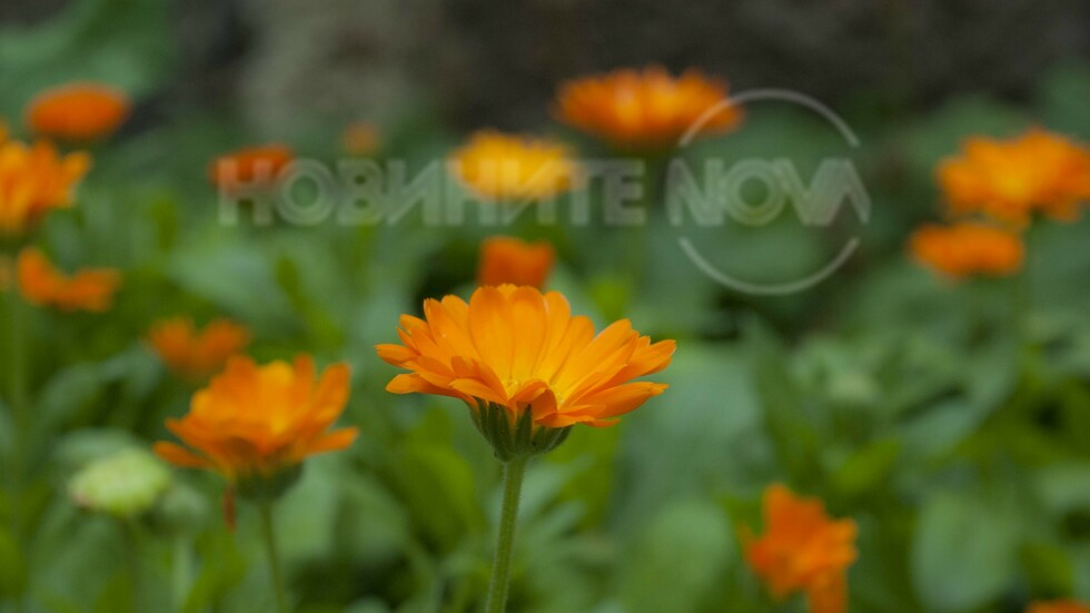 Невен -за здраве и красота!