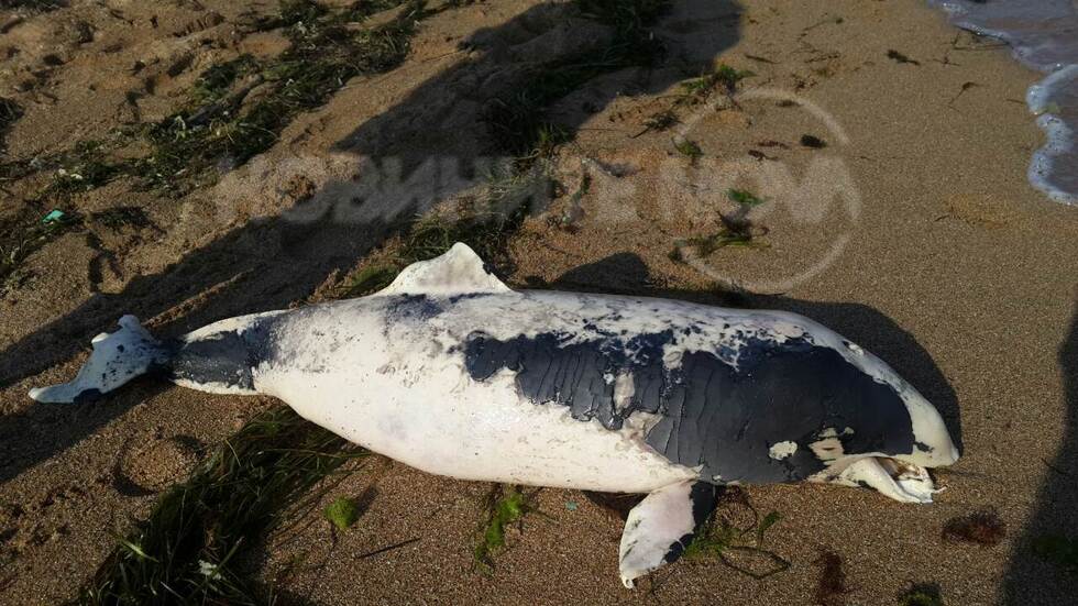 Бебе делфин - мазут