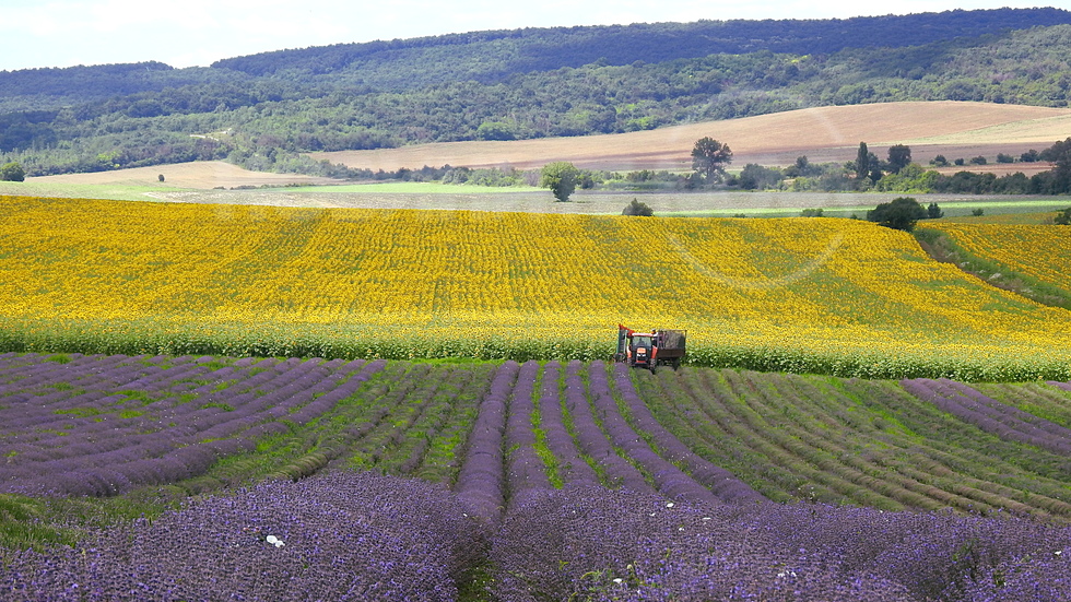 Лавандулова жътва!