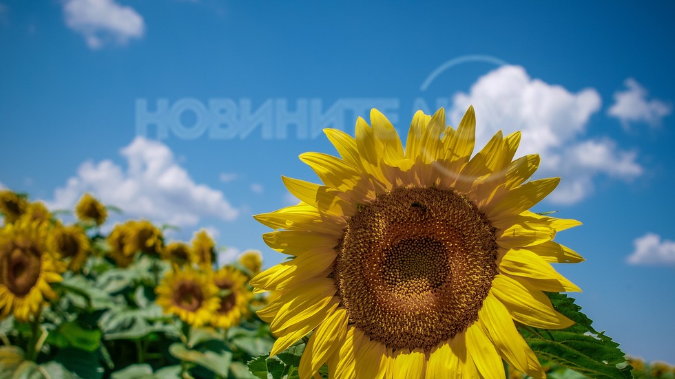 Красиво слънчогледово поле край Варна