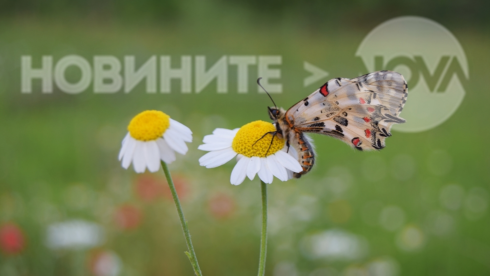 Най-новата ми среща с пеперудка